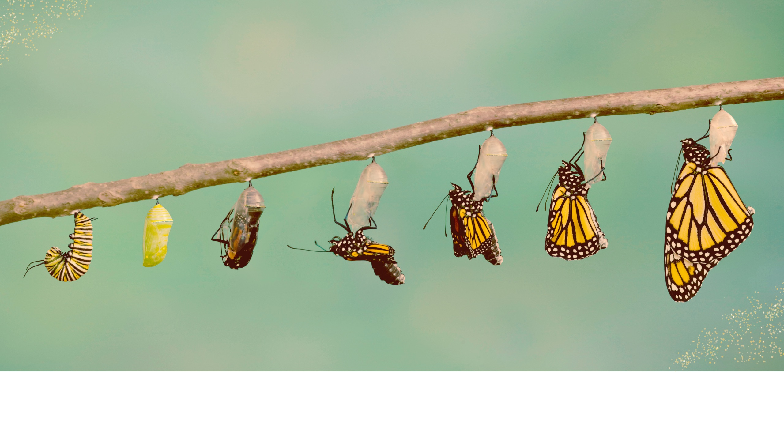 Schmetterling.jpeg